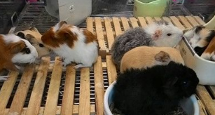 救活濒死天竺鼠 立志成为鼠兽医