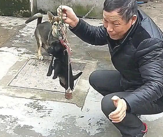 土狗意外怀孕,主人看不上难看,立即称斤卖,母犬气得直抬 土狗意外怀孕,主人看不上难看,立即称斤卖,母犬气得直抬