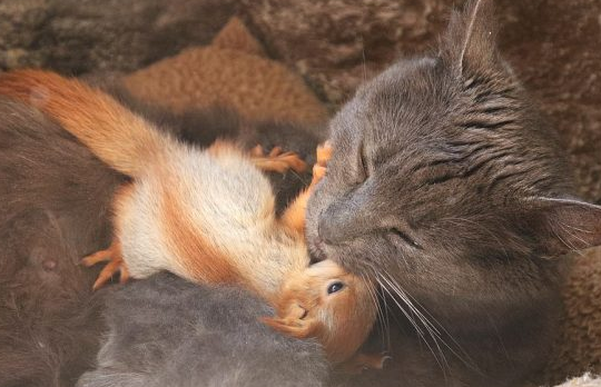 猫妈妈领养四只松鼠宝宝 理毛又喂奶超温柔！
