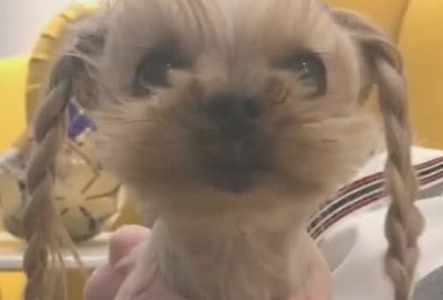 网友给小狗扎麻花辫,随后穿上粉红小衣服裤子,小狗秒变为好看公主 网友给小狗扎麻花辫,随后穿上粉红小衣服裤子,小狗秒变为好看公主