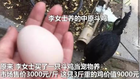 9000元的宠物鸡被偷走下锅 主人看到后崩溃 9000元的宠物鸡被偷走下锅 主人看到后崩溃