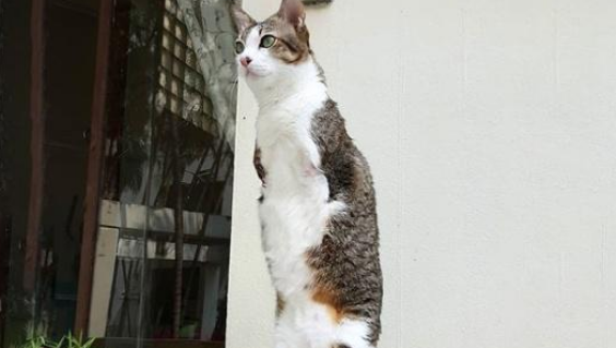 猫咪触电后变两脚喵,依然努力生活,笑对喵生 猫咪触电后变两脚喵,依然努力生活,笑对喵生