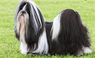 西施犬的缺点