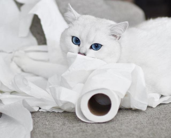拥有绝美蓝眼睛的猫咪，迷倒万千猫奴，如今已成为主人“招财猫”