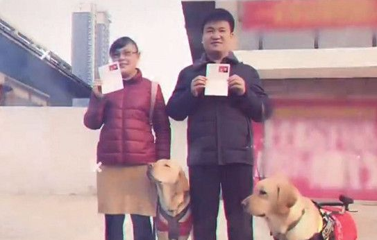 兄妹导盲犬为视障主人牵红线 成幸福4口 兄妹导盲犬为视障主人牵红线 成幸福4口