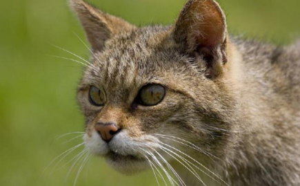 美國紐約市居民為拯救野貓讓它們從野貓變工作貓