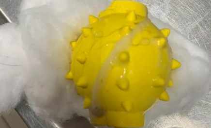 狗狗玩着玩具突然开始大喘气，主人一看简直太恐怖了！