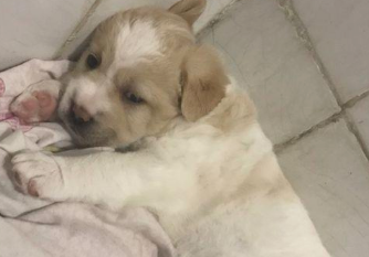 捡回家了二只流浪犬，小宝贝把腹部吃得圆圆的的，害怕下一顿没饭吃