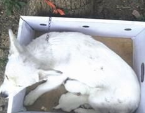 母狗带俩娃被丢弃树旁 热心小学生联系救助