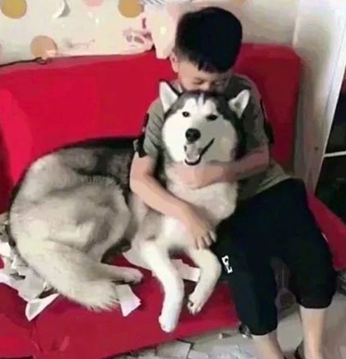 二哈咬烂练习本，儿子必须痛哭，可母亲刚走却直言不讳：夜里让你用餐