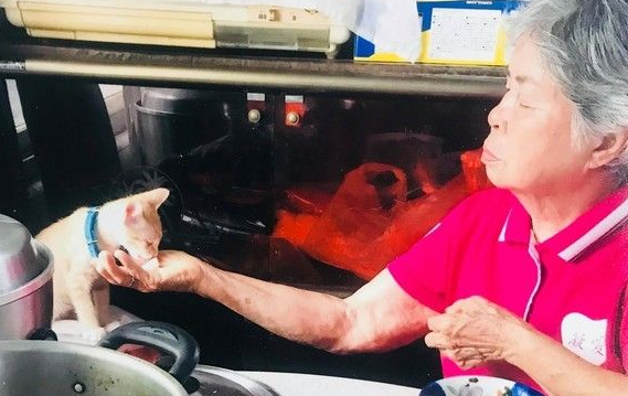 双双怕猫的阿公和阿嬷 最终还是被猫被收服 双双怕猫的阿公和阿嬷 最终还是被猫被收服