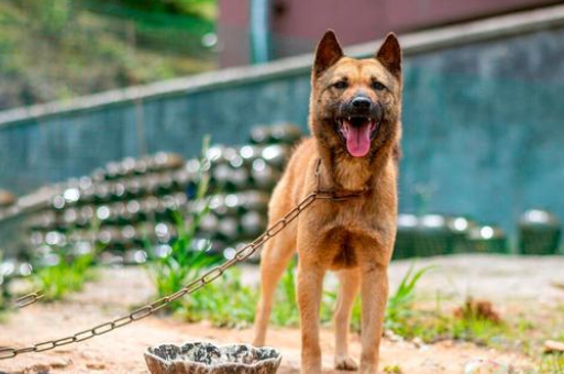 13岁老犬将被主人卖到狗肉馆，有人想收养，它却不愿离开