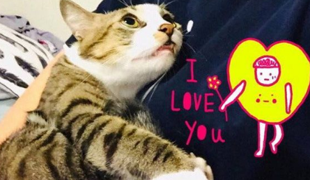 用爱卸下防心！浪猫历经10个多月才给摸抱