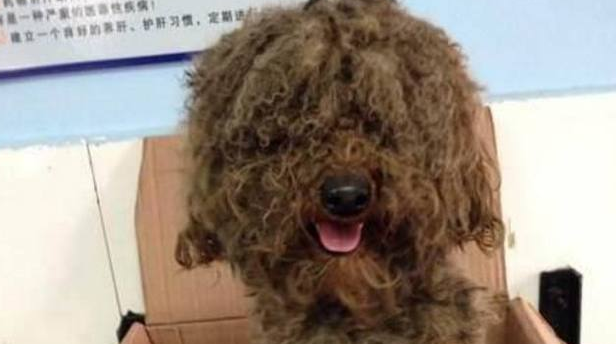 捡回来一头漂泊泰迪,给它整理好之后,发觉小狗“哭”了 捡回来一头漂泊泰迪,给它整理好之后,发觉小狗“哭”了
