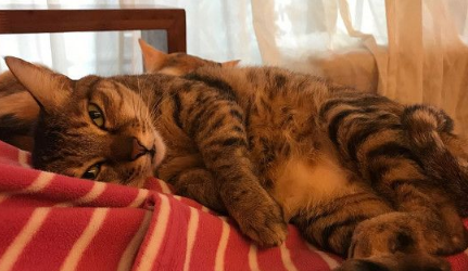 幸福的冬季来了! 虎斑猫超爱依偎奴才取暖