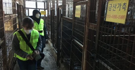 南韩政府宣布关闭狗肉屠宰场!具有历史意义时刻 南韩政府宣布关闭狗肉屠宰场!具有历史意义时刻