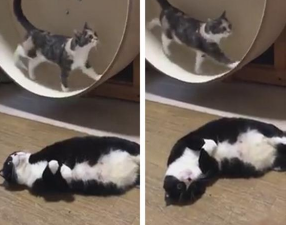 肥猫懒散瘫倒在地身后小猫奋力运动,网友:那只肥猫不就是我吗 肥猫懒散瘫倒在地身后小猫奋力运动,网友:那只肥猫不就是我吗