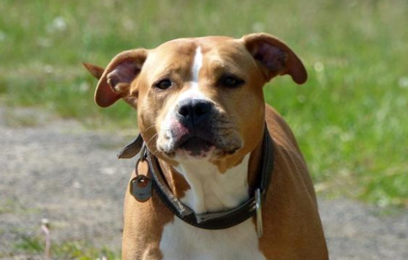 比特犬被遗弃后,依然对人类保持忠诚! 比特犬被遗弃后,依然对人类保持忠诚!