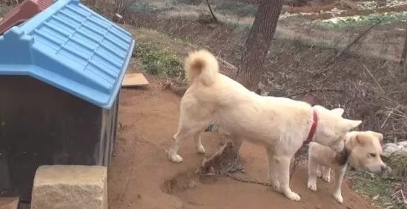 小狗将食材分到流浪犬,还让流浪犬睡在狗狗的窝里,它却躺在外边留宿 小狗将食材分到流浪犬,还让流浪犬睡在狗狗的窝里,它却躺在外边留宿