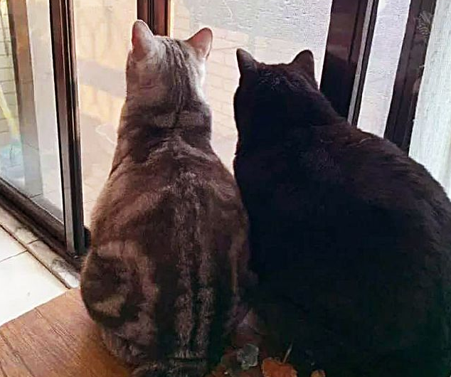 3只猫咪经常傻傻盯着窗外入迷,当主人知道实情后,当场笑出眼泪 3只猫咪经常傻傻盯着窗外入迷,当主人知道实情后,当场笑出眼泪