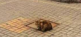 猫咪坚持在水沟盖上等主人 疑是被抛弃