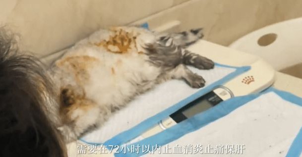 路边遇到一只被虐待遗弃的猫,女孩做了这件事,全网都看哭了! 路边遇到一只被虐待遗弃的猫,女孩做了这件事,全网都看哭了!