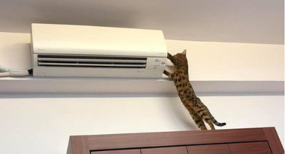 只是去上个班 豹猫闹脾气实力超萌撒娇 只是去上个班 豹猫闹脾气实力超萌撒娇