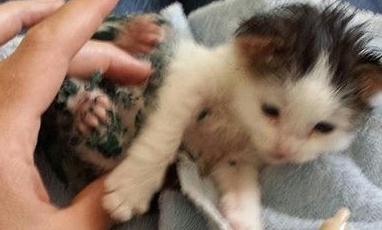 浑身淋满油漆的小猫在呼救 男子进垃圾箱救它