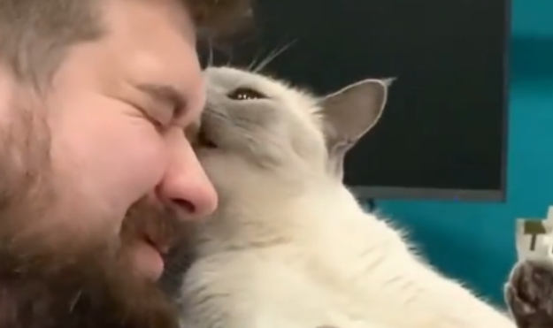 主人只顾玩游戏,猫咪使出“谋杀计”,还想搞坏电脑:抓烂你的脸