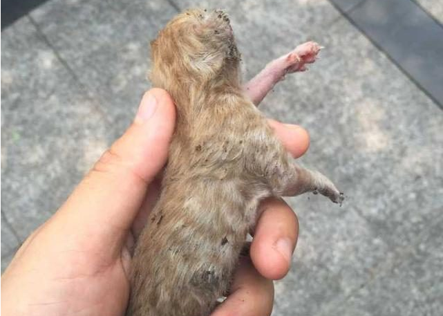四个汉子在大学生宿舍内，救活了一只刚出生的小猫咪！