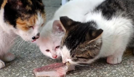 每天上门要鱼吃的流浪猫，面对美味却选择叼走，皆因它是个妈妈