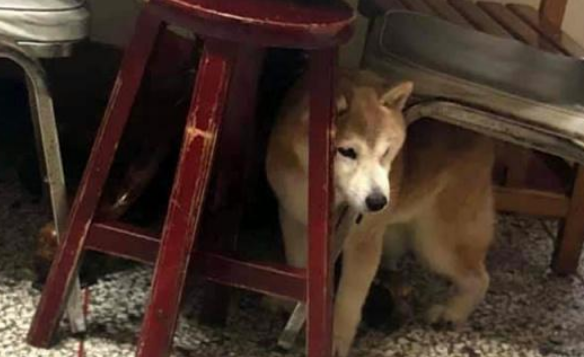从繁殖场死里逃生的柴犬,患上老年痴呆,主人不离不弃陪伴左右 从繁殖场死里逃生的柴犬,患上老年痴呆,主人不离不弃陪伴左右