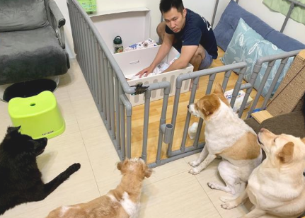 4狗2猫成宝宝忠诚小分队,父亲换婴儿尿布都被强悍看热闹,简直压力很大 4狗2猫成宝宝忠诚小分队,父亲换婴儿尿布都被强悍看热闹,简直压力很大