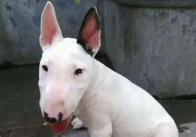 为什么不能养梗类犬 为什么不能养梗类犬