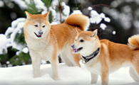 秋田犬智商排名第几
