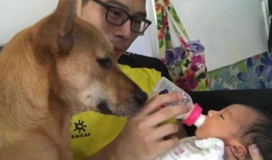 超温馨!怀孕养宠没问题 狗姐姐暖心爱宝宝 超温馨!怀孕养宠没问题 狗姐姐暖心爱宝宝