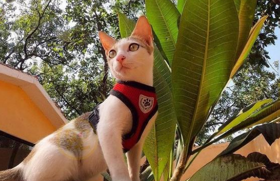 旅行时偶遇小流浪猫,为求收养追好心人一公里,猫:我不想再流浪 旅行时偶遇小流浪猫,为求收养追好心人一公里,猫:我不想再流浪