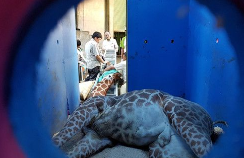 搭车太紧张 长颈鹿未出园就死亡