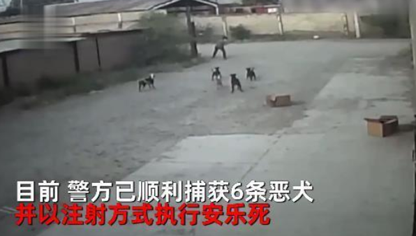 男子凌晨独行,遭遇多条流浪狗围攻,结局令人痛心 男子凌晨独行,遭遇多条流浪狗围攻,结局令人痛心