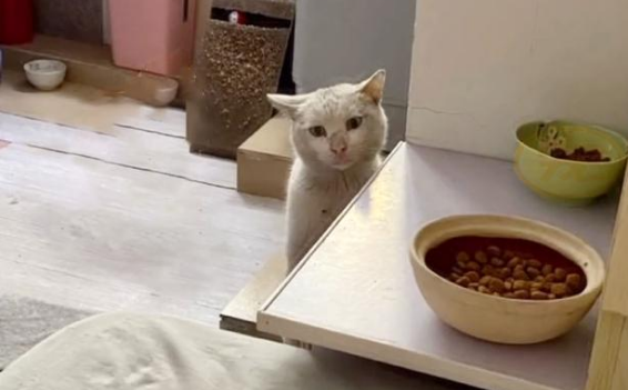 偷吃狗粮的流浪猫,卑微的眼神看着心疼,被救后连吃饭都小心翼翼 偷吃狗粮的流浪猫,卑微的眼神看着心疼,被救后连吃饭都小心翼翼