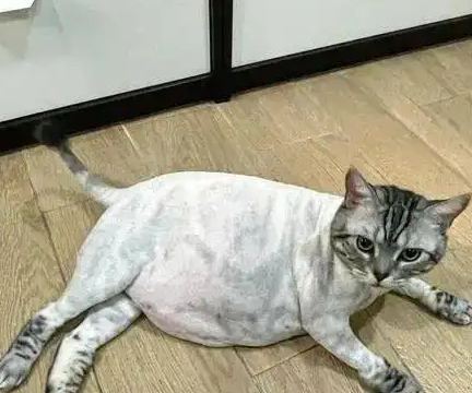 猫咪剃毛会怎么样 猫咪剃毛会怎么样