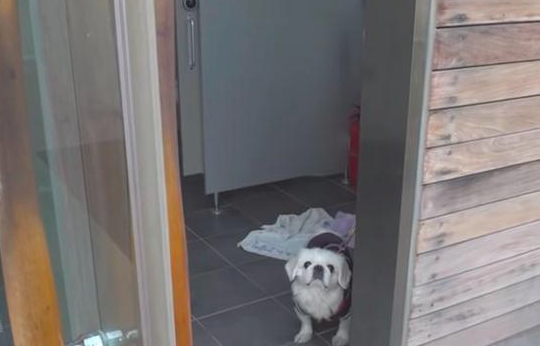 姥姥离世前最后一次遛猫遛狗,将它拴在公共厕所找人办事收留,小纸条看哭许多人 姥姥离世前最后一次遛猫遛狗,将它拴在公共厕所找人办事收留,小纸条看哭许多人