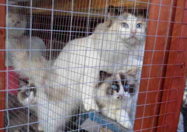 女人收容60只流浪动物，房间里异味香气扑鼻无法下栏，客厅却环境整洁