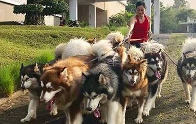 女子养了七只阿拉斯加，每次遛狗都是体力训练，堪称是“女汉子”
