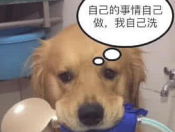 女子让金毛自身冼澡,三十分钟完去看,没法淡定从容了