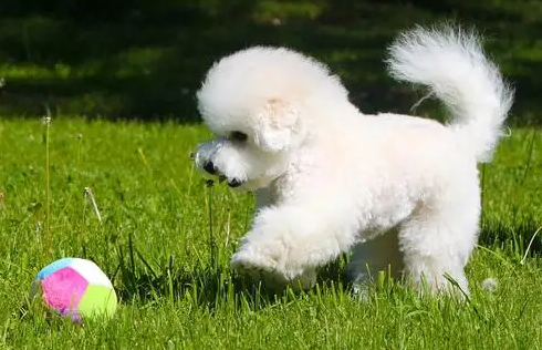 了解一下比熊犬的“抗寒能力”,千万不要冻着它哦! 了解一下比熊犬的“抗寒能力”,千万不要冻着它哦!