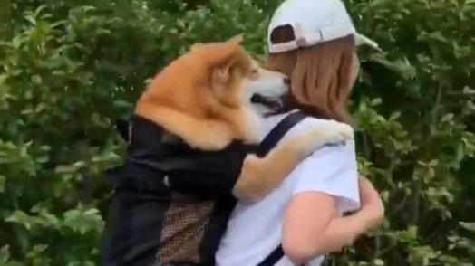宠主身背柴犬去溜达,过路人投来异常眼光,实情却并不是以便信口开河 宠主身背柴犬去溜达,过路人投来异常眼光,实情却并不是以便信口开河