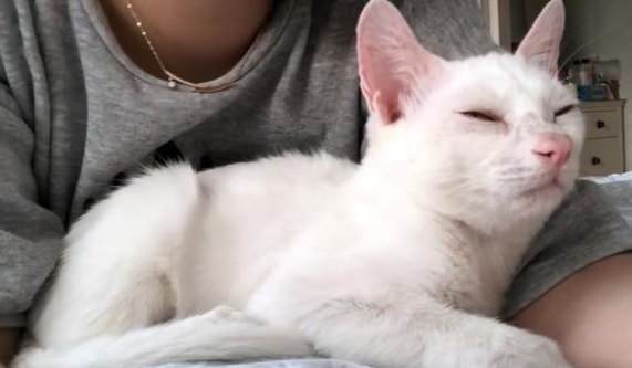 大雨中瑟瑟发抖的小猫,鼓起勇气和人类求助,带回家后颜值逆袭 大雨中瑟瑟发抖的小猫,鼓起勇气和人类求助,带回家后颜值逆袭