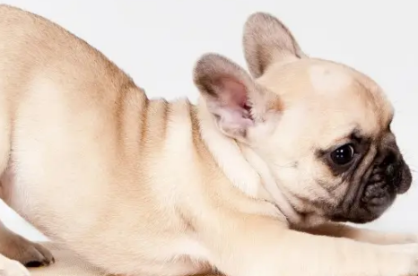 如果你家的法国斗牛犬出现这些症状，很有可能是要难产了