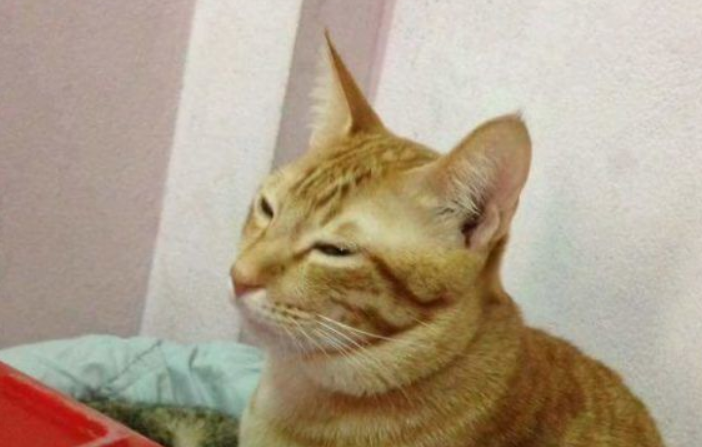 模范猫爸全程陪产还帮忙带小孩 超暖心